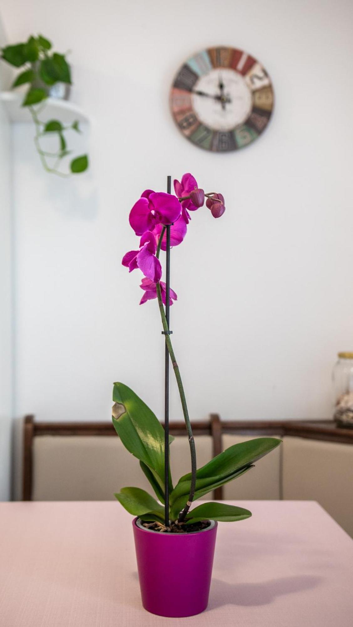 Apartment Cozy Mendula Medulin