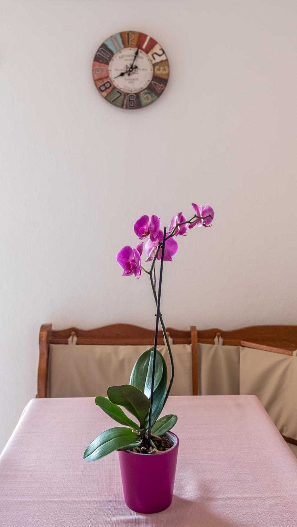 Apartment Cozy Mendula