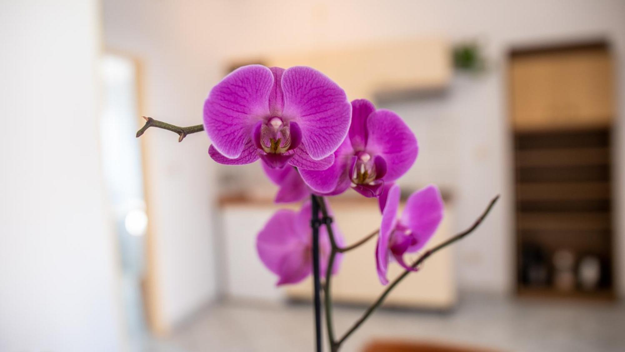 Apartment Cozy Mendula Medulin