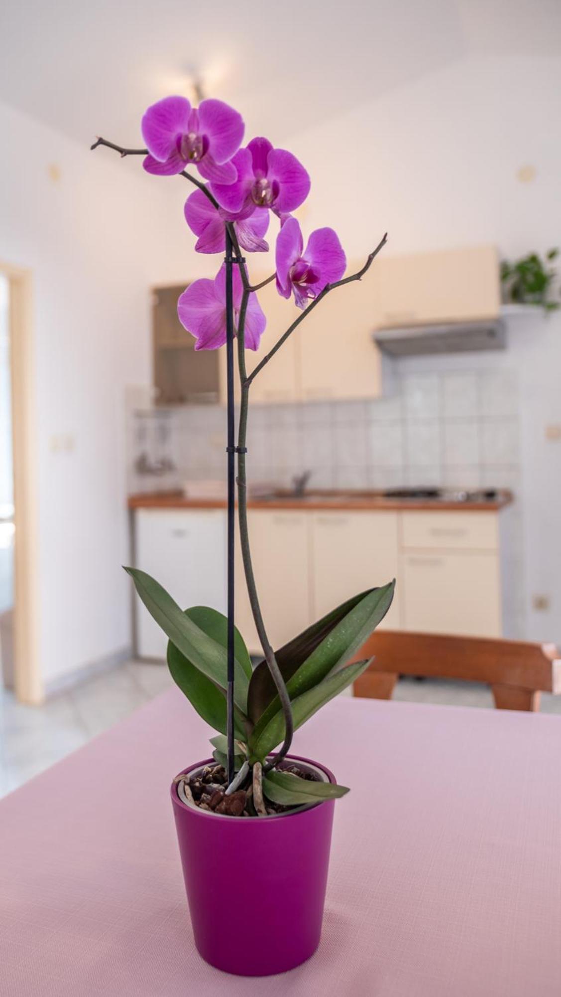 Apartment Cozy Mendula